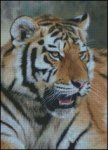 (image for) Siberian Tiger Stare